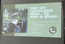 „Зоохигијена“ покренула едукације о заштити коња и правилној бризи о животињама