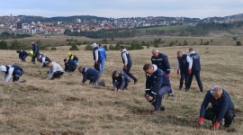 Златибор добија нову борову шуму - у акцији пошумљавања засађено 2.000 садница Црног бора!