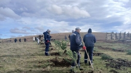 Нова акција пошумљавања на Златибору – засађено 1300 садница